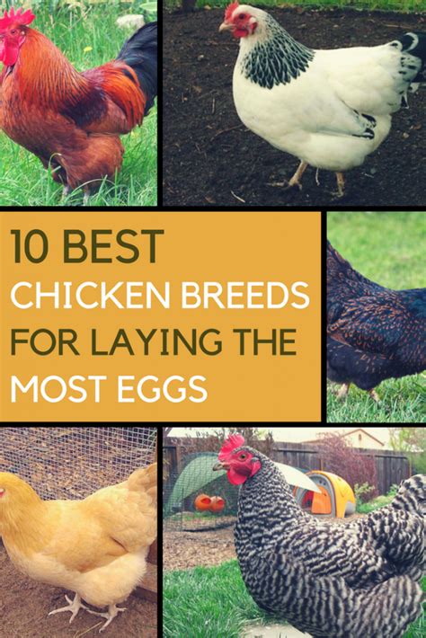 10 Breeds Of Chicken That Will Lay Tons Of Eggs For You Chicken