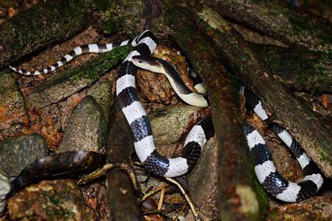 10 Serpenti più velenosi del mondo Viaggi Terra Adam Faliq