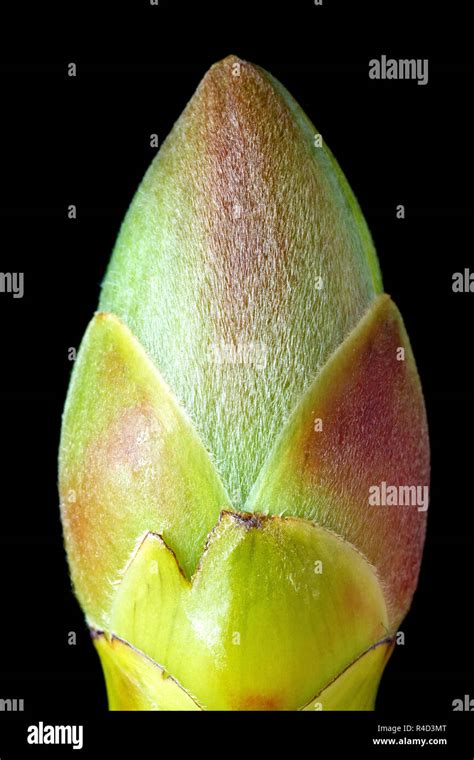 Sycamore Acer Pseudoplatanus A Close Up Still Life Of A Leaf Bud