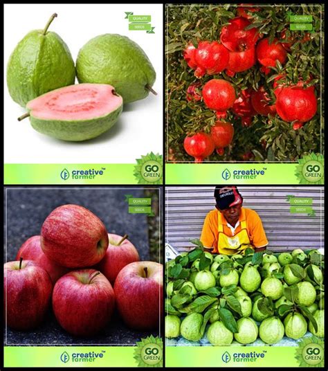 Creative Farmer Plant Lovers Combo Tree Seeds Lemon Guava Pomagranate Dwarf Apple Kilo Pera