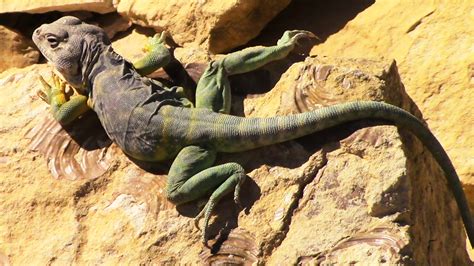 Eastern Collared Lizard Running