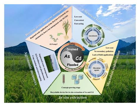 Toward Safe Rice Production In As Cd Co Contaminated Paddy Soils