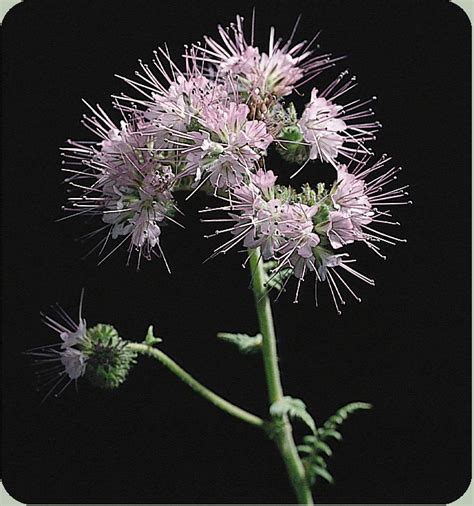 Purple Tansy/Lacy Phacelia