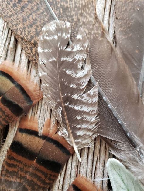 Wild Turkey Feathers - Etsy