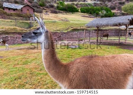 Peruvian Llama Farm Of Llama Alpaca Vicuna In Peru South America