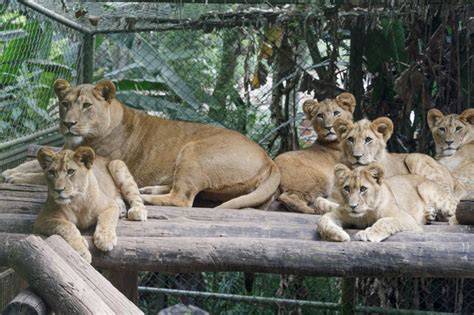 Zoológico De São Paulo Saiba Como Chega Veja SÃo Paulo