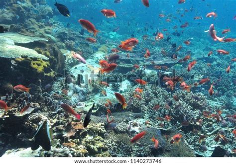 Scuba Diving Komodo National Park Stock Photo 1140273746 Shutterstock