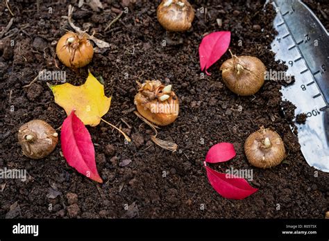 Planting crocus bulbs in the fall garden Stock Photo - Alamy