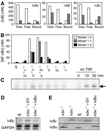 An improved model of the homeostatic NF κB signaling module A Model