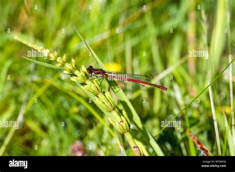 Male Large Red Damselfly Pyrrhosoma Nymphula On A Late May Afternoon