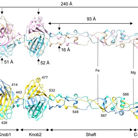 The Structure And Domain Organization Of The R Panel A And R Panel