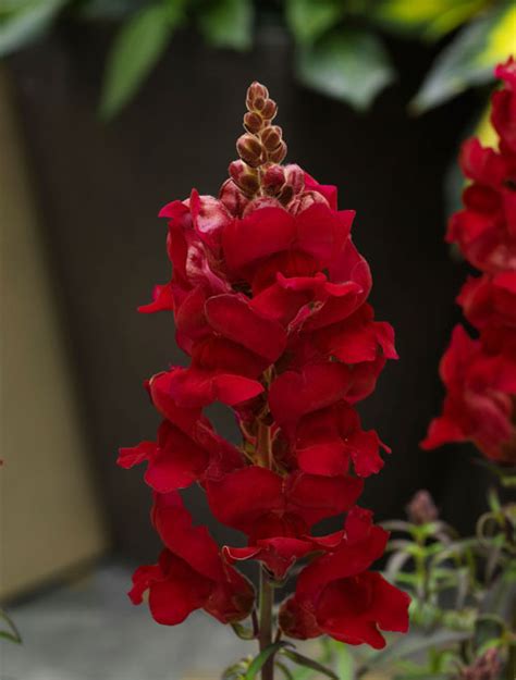 Antirrhinum F 1 Sonnet Sunny View Seeds Buy Seeds Bulbs