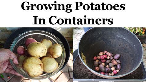 Tips For Growing Potatoes In Containers Or Pots