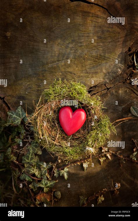 Red Wooden Heart Shape In Bird Nest Stock Photo Alamy