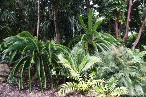 Flamingo Gardens In Davie Florida Editorial Stock Photo Image Of