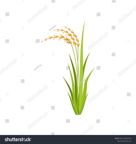 Rice Plant Cartoon Illustration Rice Plant Stock Vector Royalty Free