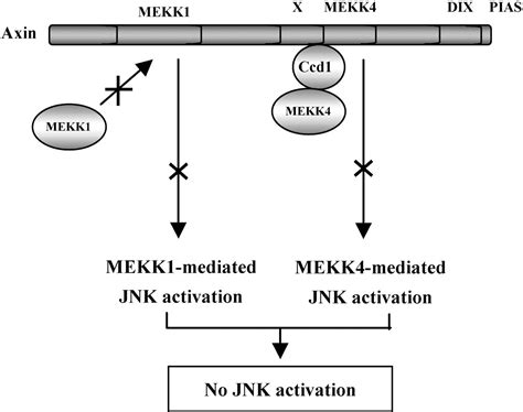 The Dix Domain Protein Coiled Coil Dix Inhibits C Jun N Terminal