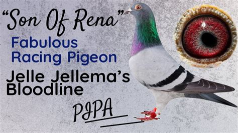 Son New Rena Is 7th Nat Barcelona Amazing Racing Pigeon From Jellema