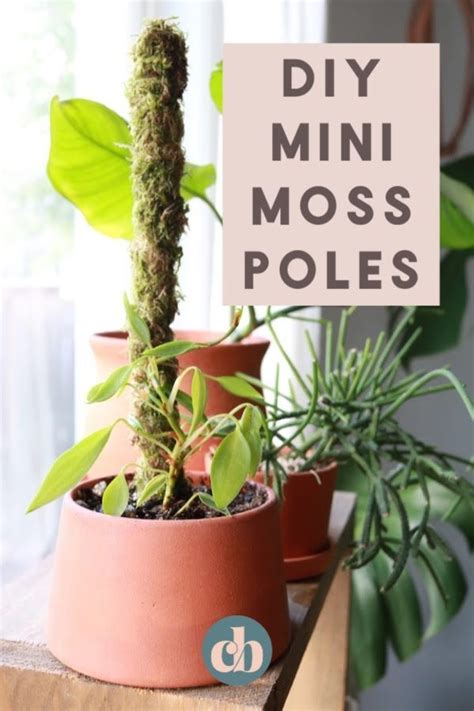 How To Make A Mini Moss Pole For Your Plants Plants Diy Plants Plant Care Houseplant