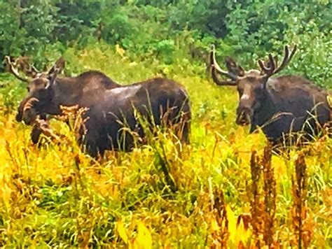 Colorado Moose Viewing Vail Timberline Tours Rafting And Jeep Trips