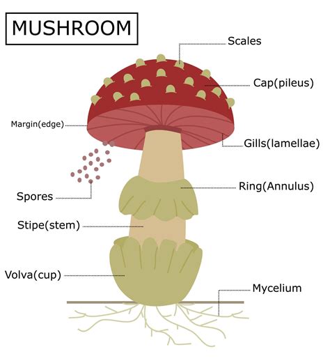 Structure Of A Amanita Mushroom Anatomy Of The Fungus Vector