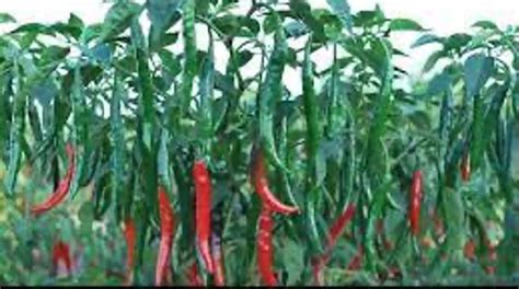 Kastui Hybrid Green Chilli Seeds For Agriculture Packaging Type