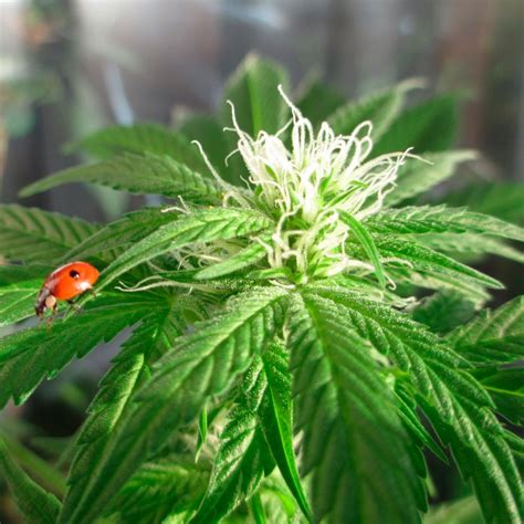 Семена конопли Auto Power Plant feminised Ganja Seeds | BangSeeds ...
