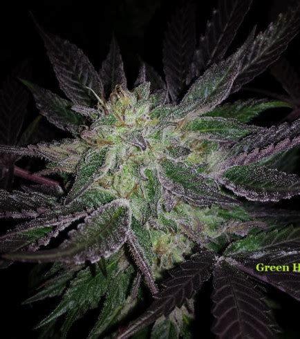 Obama Kush Strain Information Cannaconnection Strain Information