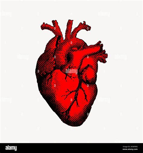 Real Human Heart Clipart In Illustrator Svg  Eps Png 48 Off