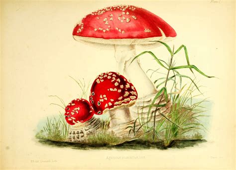 Educational Vintage A3 A4 Mushroom Chart Biology Science Fungi Art Print Poster Ebay