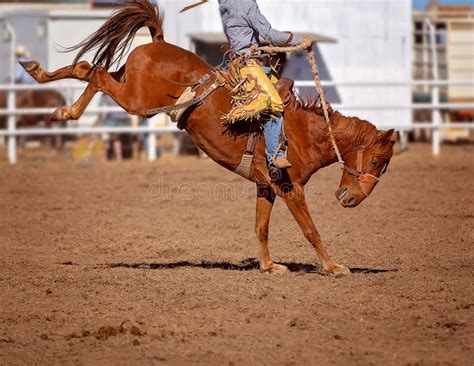 Cowboy Rides Bucking Rodeo Horse Stock Photo Image Of Competition