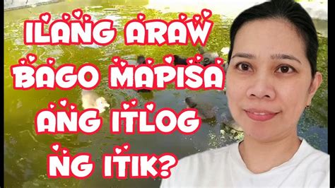 ILANG ARAW BAGO MAPISA ANG ITLOG NG ITIK BIBE PAANO MAG ALAGA NG