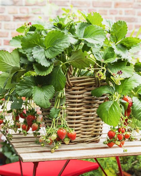 Container Gardening Ideas - Best Plants for Containers