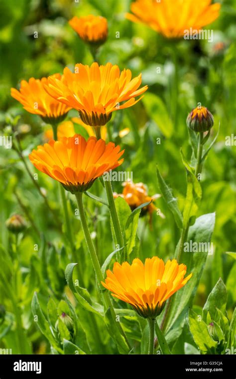 Calendula Officinalis Plant