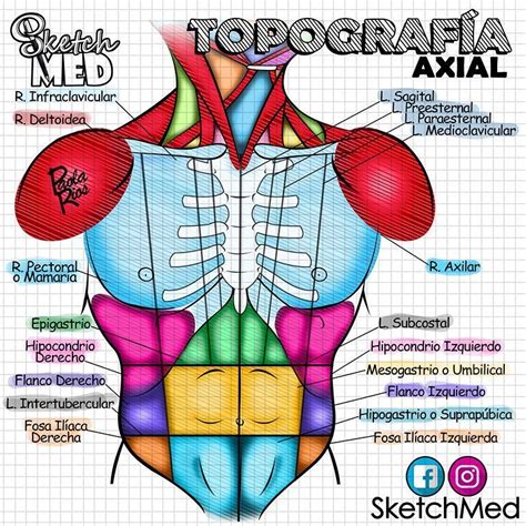 Topograf A Axial Tronco T Rax Y Abdomen L L Nea R Regi N