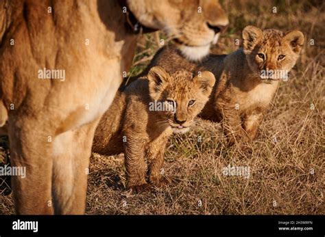 Lion Cubs Panthera Leo Serengeti National Park UNESCO World Heritage