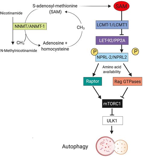 Frontiers Pleiotropic Effects Of MTOR And Autophagy During