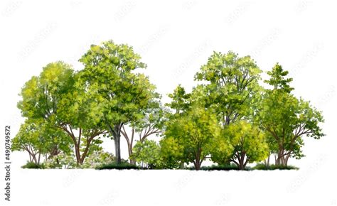 forest or green tree side view isolated on white background for ...