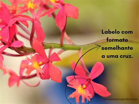 Orquídeas epidendrum Descubra os cuidados essenciais