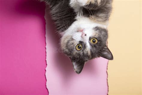 9,715 Scared Cat Stock Photos - Free & Royalty-Free Stock Photos from ...