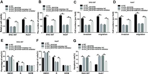 MiR 610 Inhibition Reversed The Effects Of Circ 0015756 Downregulation