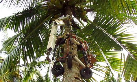 Amaran The Tree Climbing Robot Can Safely Harvest Coconuts Ieee Spectrum