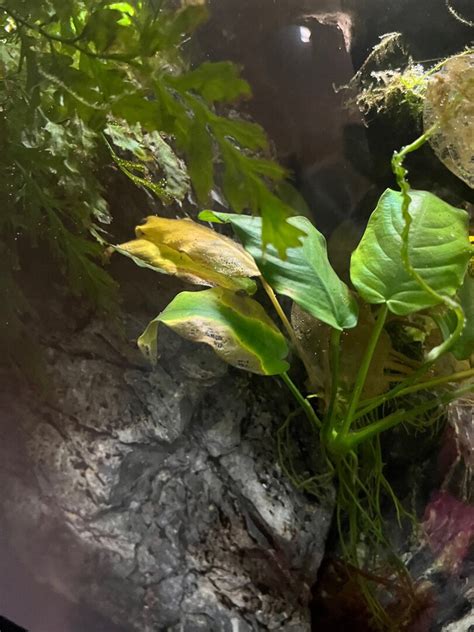 Anubias Issues Plants Algae And Fertilizers C A R E