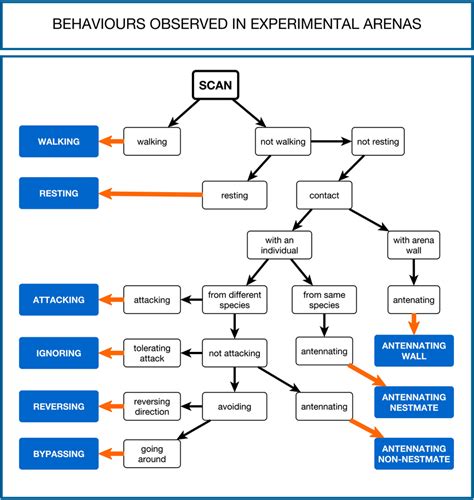 Behavioral Flowchart Used By Observers As Reference During Behavior