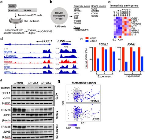 Gene Exp Fosl Hs G Thermo Fisher Bioz