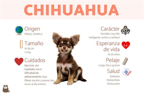 El Chihuahua Origen Caracter Sticas Y Consejos De Cuidados Mascotas