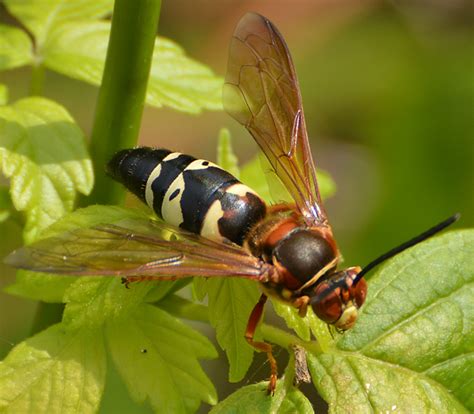 Eastern Cicada Killer Sphecius Speciosus Bugguide Net