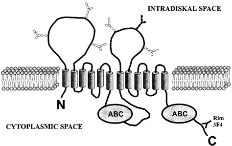 Model For The Topological Organization Of The Ros Rim Protein In The