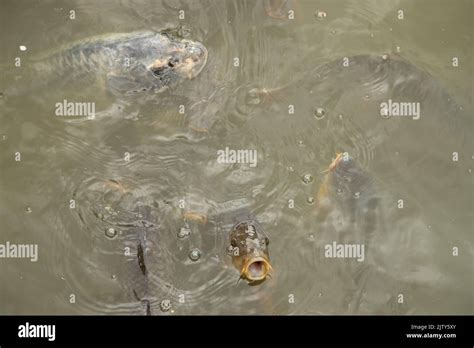 Fish in bodiam moat hi-res stock photography and images - Alamy