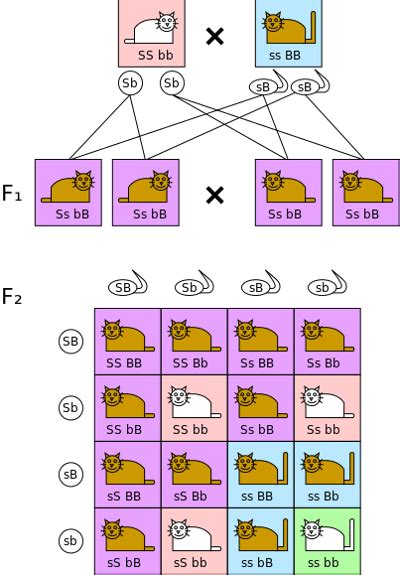 Dihybrid Cross Definition